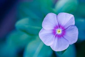 fleurs de phlox gros plan abstrait d'une inflorescence de phlox violet. fleurs qui fleurissent dans le jardin. papier peint floral avec espace de copie. fond de feuillage flou flou sélectif. pétales de couleurs vives photo