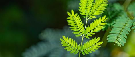 gros plan de forêt printemps été, feuilles vertes. concept de nature écologique lumineuse, nature de la feuille verte dans le jardin en été. feuilles vertes naturelles plantes utilisant comme page de couverture de fond de printemps verdure photo