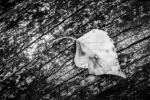 texture de feuille dramatique conception noir et blanc squelette de feuille noire, texture nature macro, fond d'écran noir et blanc. lumière artistique, feuille sèche d'automne, fond naturel abstrait photo