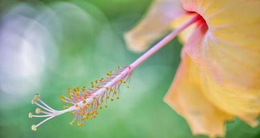 romantique belle fleur d'hibiscus colorée dans la nature, feuille de fleur et fleur d'hibiscus dans le jardin. jardin nature île tropicale d'amour exotique, fleur d'hibiscus en fleurs dans un paysage vert flou