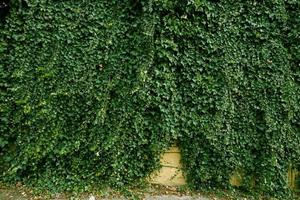 feuilles de lierre vert sur le mur. fond texturé de feuilles. texture de mur végétal vert pour la conception de toile de fond et mur écologique et découpé à l'emporte-pièce pour les illustrations. beaucoup de feuilles. photo