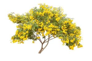 aîné jaune, trumpetbush, arbre de trompette en fleurs isolé sur fond blanc. photo