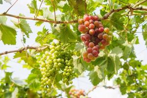 Branche de raisin sur vigne dans le vignoble