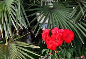 Rosa chinensis rouge dans un jardin photo