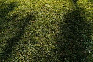 pelouse verte uniformément coupée. l'herbe près de la maison ou dans le parc. photo