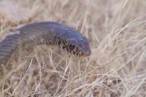 serpent brun dans l'herbe photo