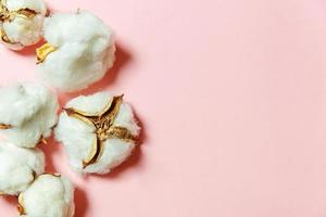design simplement minimal avec des fleurs de coton blanc isolées sur fond rose pastel. tissu tissu douceur concept d'allergie de ferme biologique naturelle.