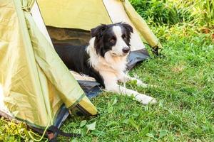 portrait en plein air d'un mignon chiot drôle border collie allongé à l'intérieur dans une tente de camping. aventure de voyage pour animaux de compagnie avec un compagnon chien. gardien et protection du camping. concept de tourisme de voyage photo