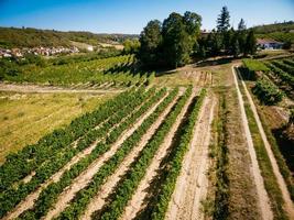 paysage de vigne photo