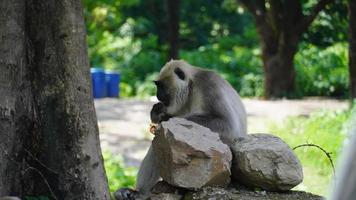 babouin mangeant un biscuit sur le bord de la route hd. photo