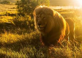 Vieux lion mâle dans l'herbe de l'Afrique australe photo