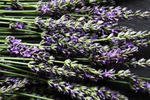 bouquet de lavande photo