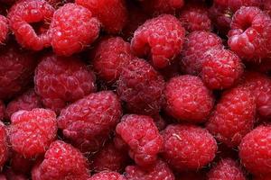 photographie de framboises pour illustrations alimentaires photo