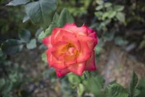 fleur rose rouge avec feuille photo