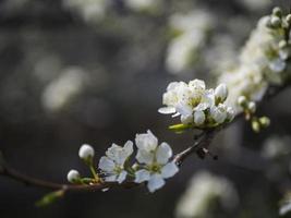 fleurs de cerisier blanc photo