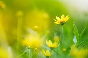 gros plan de fleur jaune sous la lumière du soleil avec fond de nature de feuille verte avec espace de copie en utilisant comme paysage de plantes naturelles, concept de page de couverture de papier peint écologique. photo