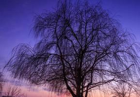 silhouette d'arbre, saule pleureur après le coucher du soleil photo