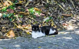 chat errant blanc noir dans la localité de puerto escondido mexique. photo