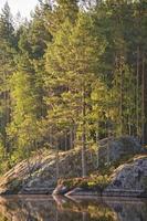 rochers de pierre avec des conifères au bord du lac en suède à smalland. nature sauvage en scandinavie photo