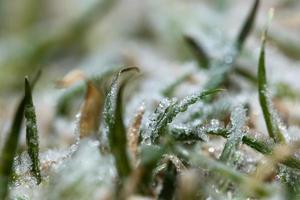 glace sur l'herbe photo