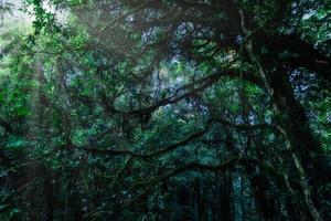 arbres dans la forêt tropicale photo