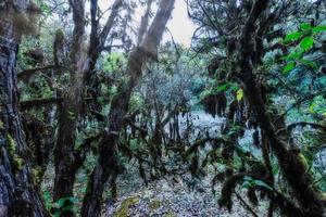 arbres dans la forêt tropicale photo