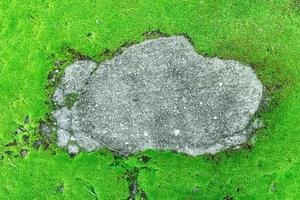 Gros plan de la belle mousse verte brillante dans le jardin avec des pierres