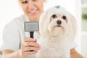 vue sur le toilettage des chiens photo