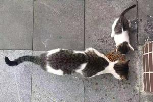 le chat et le chaton de la mère errante mangent de la nourriture. chats gris. photo