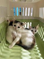 petits chats aux yeux tristes dans une cage de transport. gros plan sur un visage de chat inquiet dans une cage pour voir un médecin photo