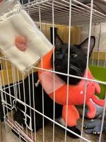 le chat noir porte un collier médical dans la cage. notion vétérinaire. stérilisation. chat après stérilisation. suture après la chirurgie. photo