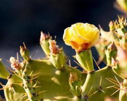 fleur de cactus jaune photo