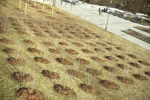 beaucoup d'arbres dans des trous. planter des semis dans le sol. parc de ville. photo