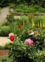 pivoines de fin de saison dans les jardins botaniques de denver photo