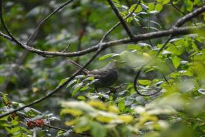 oiseau dans un arbre photo