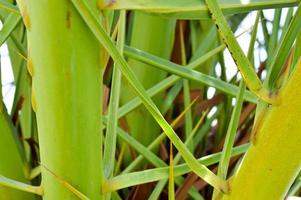 la texture d'une feuille verte naturelle fraîche entrelacée verte d'un palmier tropical au sud d'une jungle de beaux abstraits inhabituels exotiques. l'arrière-plan photo