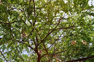 la texture d'une belle plante d'arbre avec des branches avec des fleurs roses inhabituelles avec des pétales et des feuilles vertes fraîches en egypte sur fond de ciel bleu photo