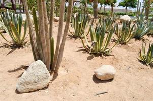 la texture d'un vert épineux naturel mexicain chaud frais fort beau cactus du désert avec des épines et du sable. l'arrière-plan photo