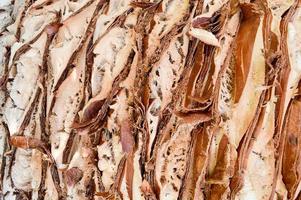 texture gaufrée rugueuse peeling bois sculpté naturel écorce de palmier marron tropical du sud exotique de la jungle légume solide solide avec des rayures. l'arrière-plan photo