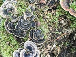 différents champignons boisés délicieux sur le tronc d'arbre d'une bûche recouverte de mousse verte naturelle et d'herbe avec des feuilles dans la forêt. photo