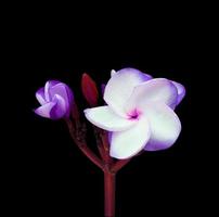 gros plan branche de fleur de plumeria ou de frangipanier pourpre isolée sur fond noir. le côté de la fleur exotique. photo