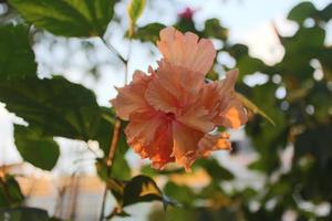 Hibiscus hawaïen coloré dans le jardin photo