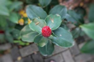 costus spicatus, également connu sous le nom de drapeau en spirale à pointes ou gingembre à tête indienne ou dans la cour photo