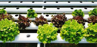 potager biologique frais. chou vert et récolte de l'agriculture. nourriture propre ou diététique et ingrédient pour faire une salade de fraîcheur. ligne de croissance des arbres. photo