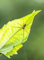 Araignée et toile d'araignée sur feuille verte en forêt photo