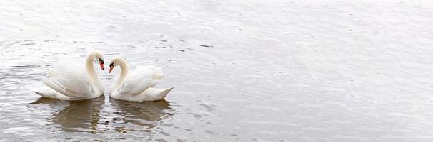 deux cygnes blancs nagent dans l'eau. symbole d'amour et de fidélité, deux cygnes forment un cœur. paysage magique avec oiseau sauvage - cygnus olor. image tonique, bannière aux couleurs naturelles, espace de copie. photo