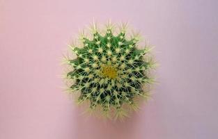 vue de dessus d'un cactus vert avec de grandes épines acérées sur un fond pastel coloré. plante d'intérieur cactus baril d'or, plante echinocactus grusonii. gros plan, copiez l'espace. photo