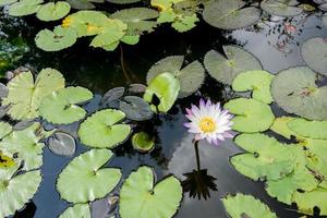fleur de lotus dans la piscine photo