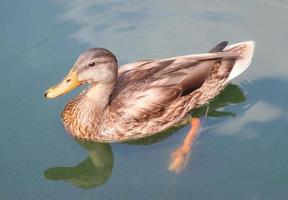 canard brun nageant dans un étang photo