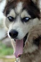 chien husky endormi drôle bâille avec la bouche grande ouverte et la longue langue photo